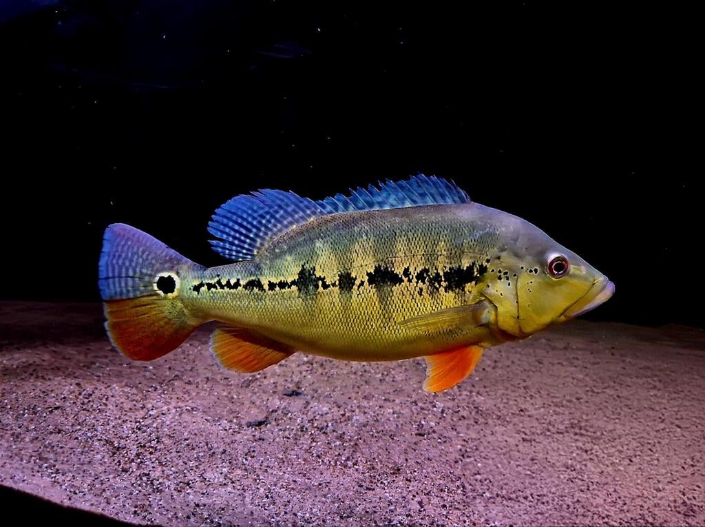 Cichla intermedia peacock bass, Dieren en Toebehoren, Vissen | Aquariumvissen, Vis, Zoetwatervis