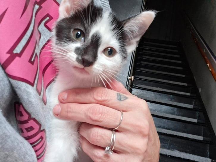 Gereserveerd!! 2 kittens 9 weken oud!! Super lief!, Dieren en Toebehoren, Katten en Kittens | Raskatten | Korthaar, Kater, Ontwormd