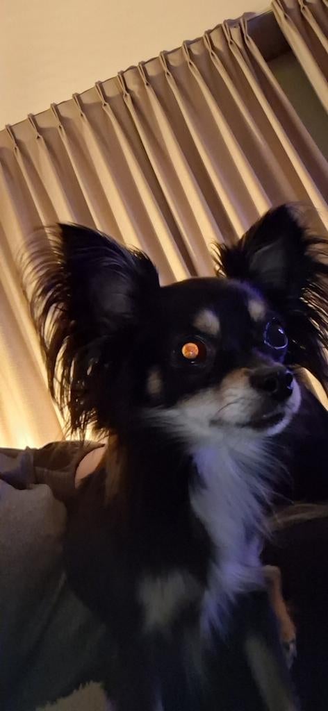 Te koop Chihuahua..., Reu, Eén hond, Chihuahua, 3 tot 5 jaar
