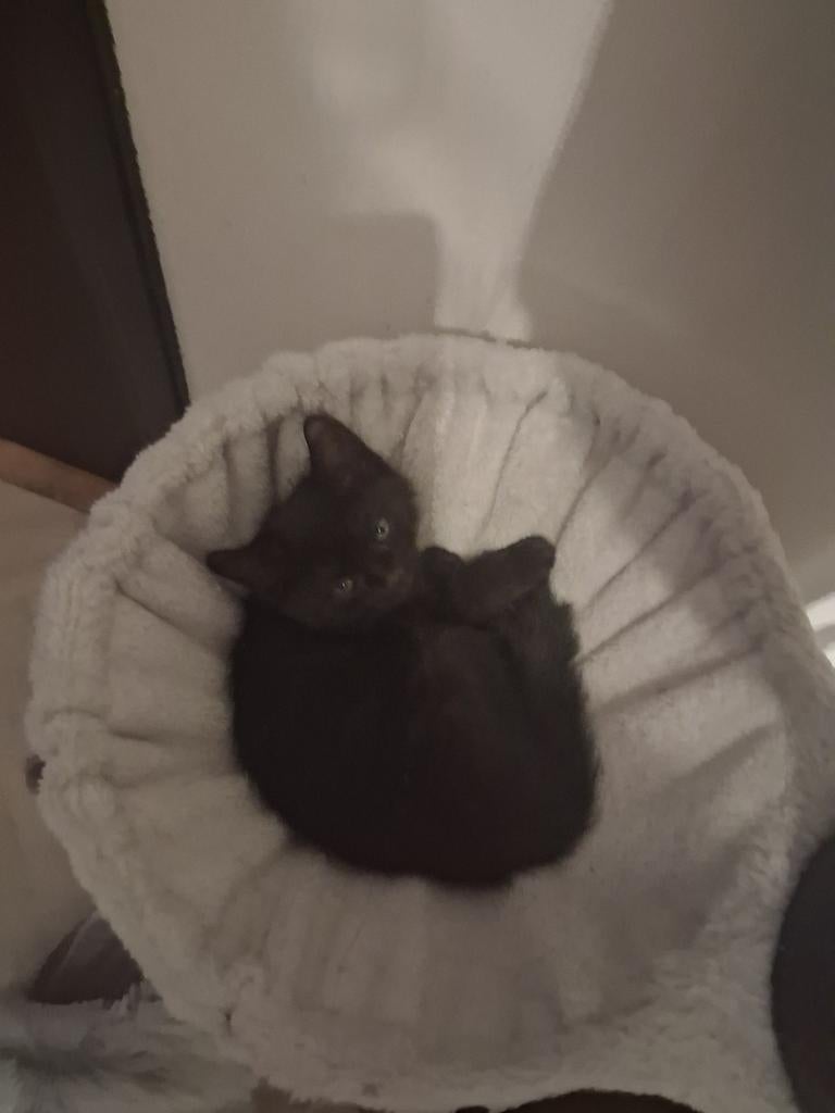 Zwarte kitten, Dieren en Toebehoren, Katten en Kittens | Overige Katten, Poes, Kortharig, 0 tot 2 jaar