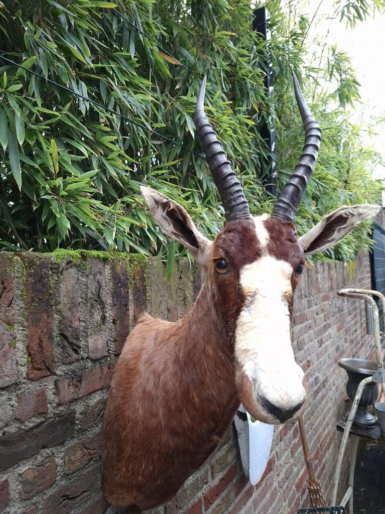Opgezette blesbok taxidermy afrika schedel jacht gewei hert, Ophalen, Wild dier, Gewei of Kop