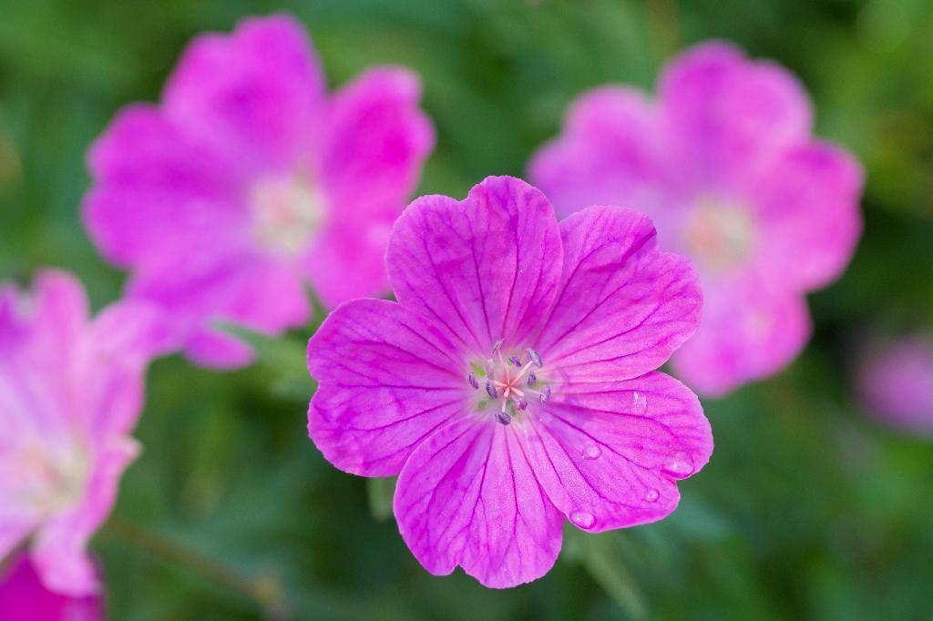 Plant ooievaarsbek (Geranium sanguineum 'Vision Pink'), Ophalen, Bodembedekkers, Volle zon, Vaste plant