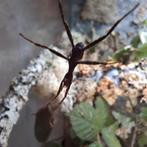 Nimfjes Australische flappentak Innisfail, Dieren en Toebehoren, Wandelende tak