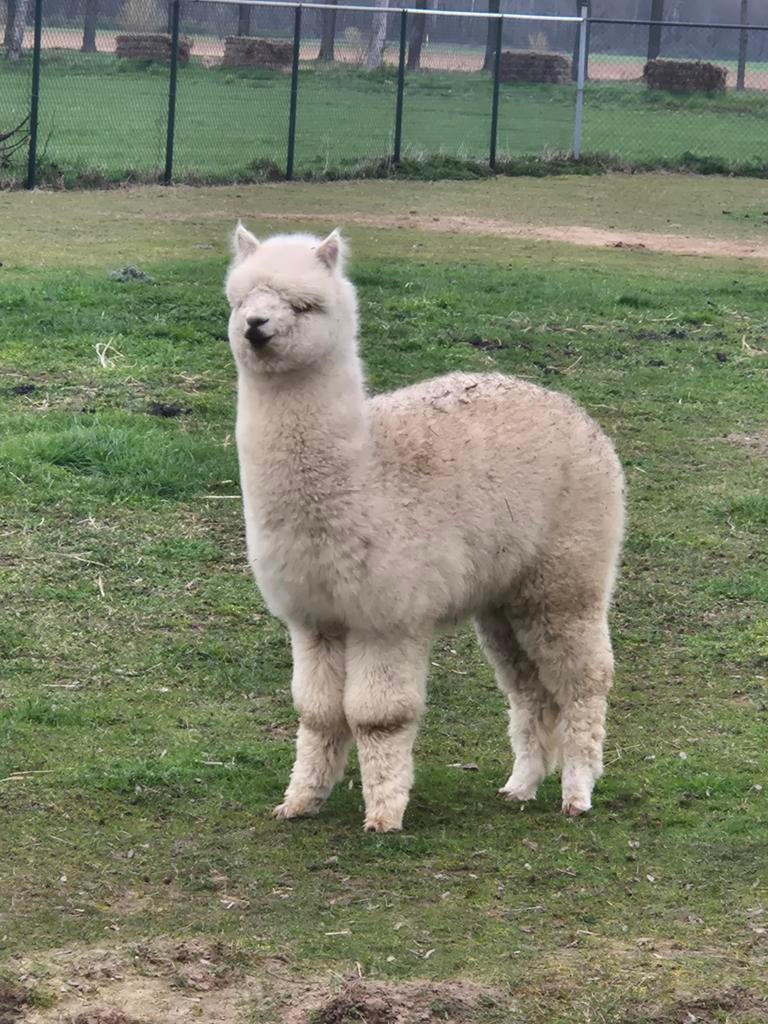 Alpaca's tekoop 2 merries 1 hengst alpaca, Mannelijk, Schaap, 0 tot 2 jaar