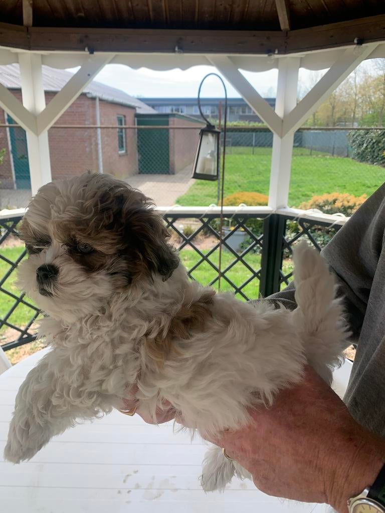 Boomers, Parvo, 8 tot 15 weken, Meerdere, Nederland