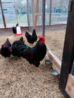 Barnevelder haan gratis of ruilen, Dieren en Toebehoren, Mannelijk, Kip