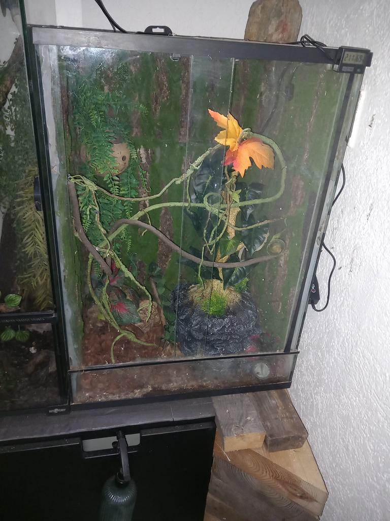 Mooi terrarium, Ophalen, Gebruikt, Terrarium of Paludarium