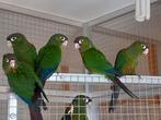 pyrrhura's egregia, melanura pacifica en picta., Meerdere dieren, Parkiet, Geringd