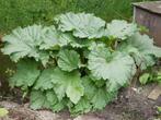 rabarber frambozenrood, Ophalen, Vaste plant, Groenteplanten, Volle zon