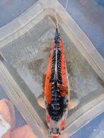 5 japanse Koi karpers koi's japanse koi vijvervissen, Overige soorten