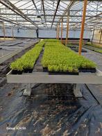 Prachtige Duizendschoon - Direct van de kweker (Voorhout), Ophalen of Verzenden