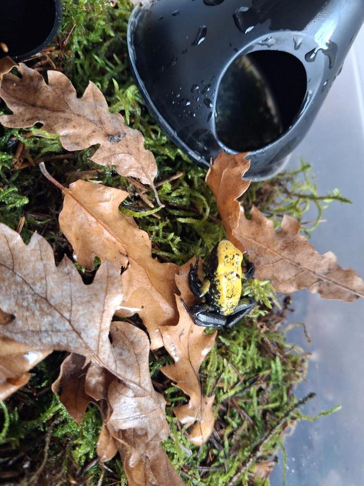 Phyllobates bicolor Frog - unknown for sale from ReBo Animals