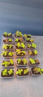 Coleus (siernetel) planten., Bloeiende kamerplant, Ophalen of Verzenden, Halfschaduw, Minder dan 100 cm