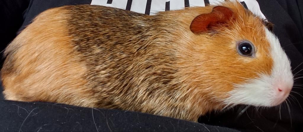 Cavia voor €20, Ophalen of Verzenden