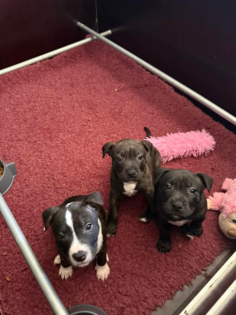 Te koop: 3 prachtige Engelse Stafford pups, Overige rassen, 8 tot 15 weken, Parvo, Meerdere