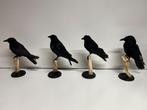 Opgezette Kraai uniek decoratie op houten stronk, Ophalen of Verzenden, Zo goed als nieuw, Vogel, Opgezet dier