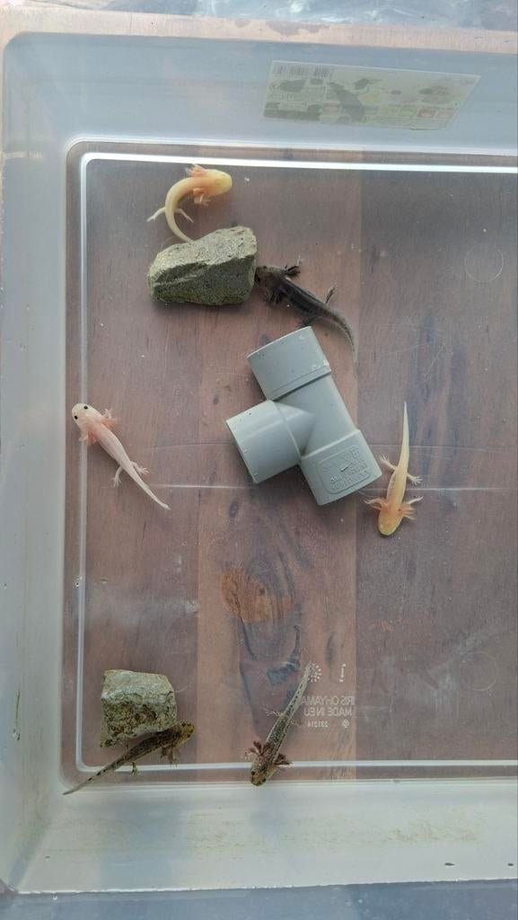 Prachtige Axolotl baby's te koop, Amfibie, 0 tot 2 jaar