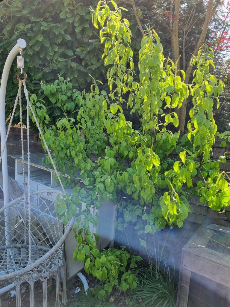 Kleine perenboom, goed voor terras of kleine tuin, Ophalen, Volle zon, Vaste plant, Zomer