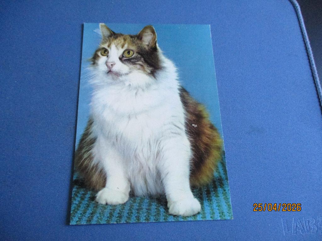 75 dieren, Ophalen of Verzenden, Voor 1920, Ongelopen, Hond of Kat