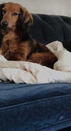 Teckel reu , 4 jaar , gecastreerd, Standaard, Rabiës (hondsdolheid), Reu, Langhaar