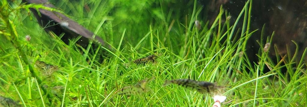 Neocaridina wildkleur garnalen, Ophalen, Nieuw
