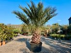Jubaea chilensis - Chileense wijnpalm met 130 cm stamhoogte, Verzenden, 250 tot 400 cm, Zomer, Palmboom