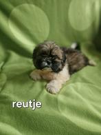 Shih tzu, Dieren en Toebehoren, Parvo, 8 tot 15 weken, Meerdere, Nederland
