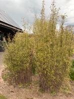 bamboe, Ophalen, Vaste plant, Siergrassen, Bloeit niet