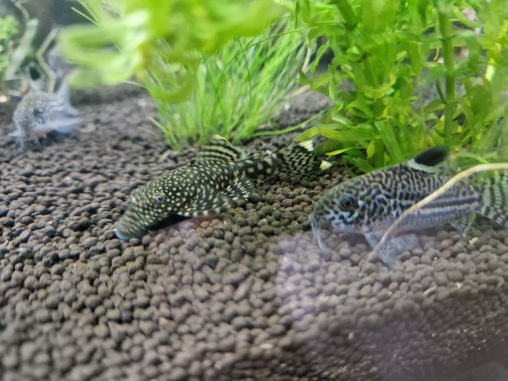 Bristlenose pleco's, Dieren en Toebehoren, Vis