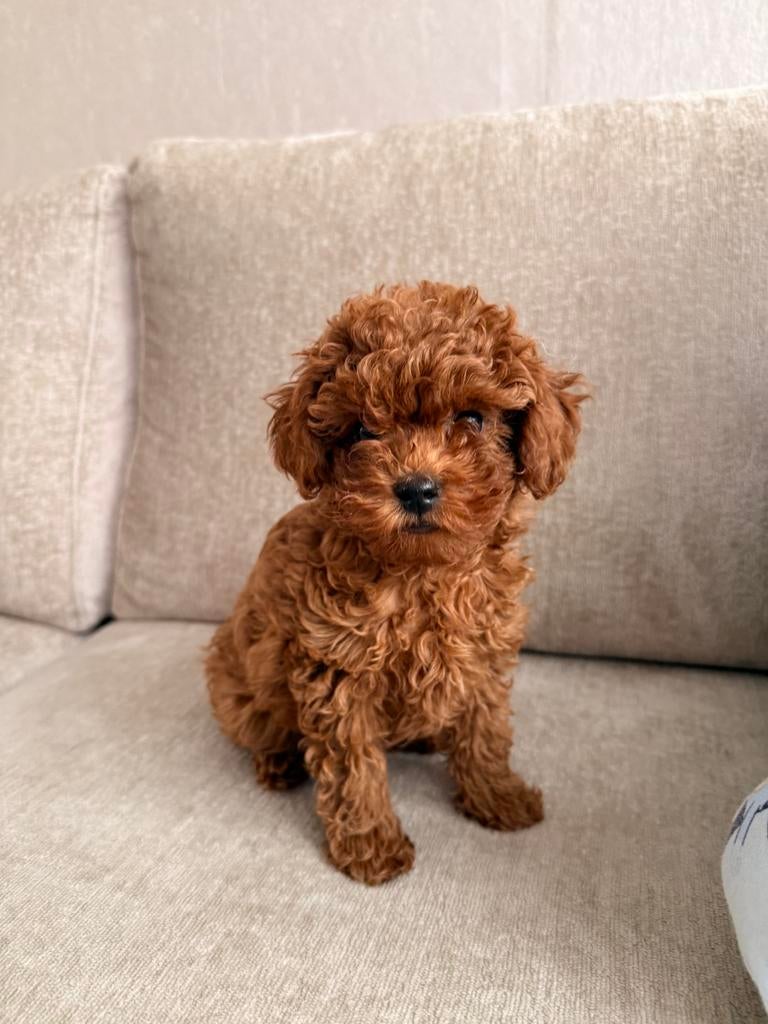 Mini toy poedel, Dieren en Toebehoren, Honden | Chihuahua's en Gezelschapshonden, Poedel, Particulier, 15 weken tot 1 jaar, Buitenland