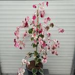 Cercis of Judasboom, Ophalen of Verzenden, Lente, In pot, 100 tot 250 cm