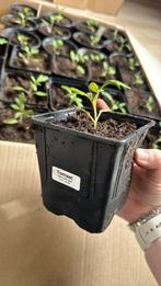 Bio tomaten plant grote vruchten ‘red butter heart’, Tuin en Terras, Planten | Tuinplanten, Ophalen, Eenjarig, Groenteplanten