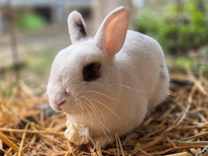 Leuk gecastreerd rammetje, Dieren en Toebehoren, Konijnen, Klein, Mannelijk, 0 tot 2 jaar