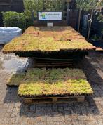 Sedum cassettes 40x60 €15,00 pst Sedummatten 22,50pst