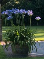 Agapanthus stekken blauw 2 stuks foto 3 en 4, Overige soorten, Volle zon, Vaste plant, Ophalen of Verzenden