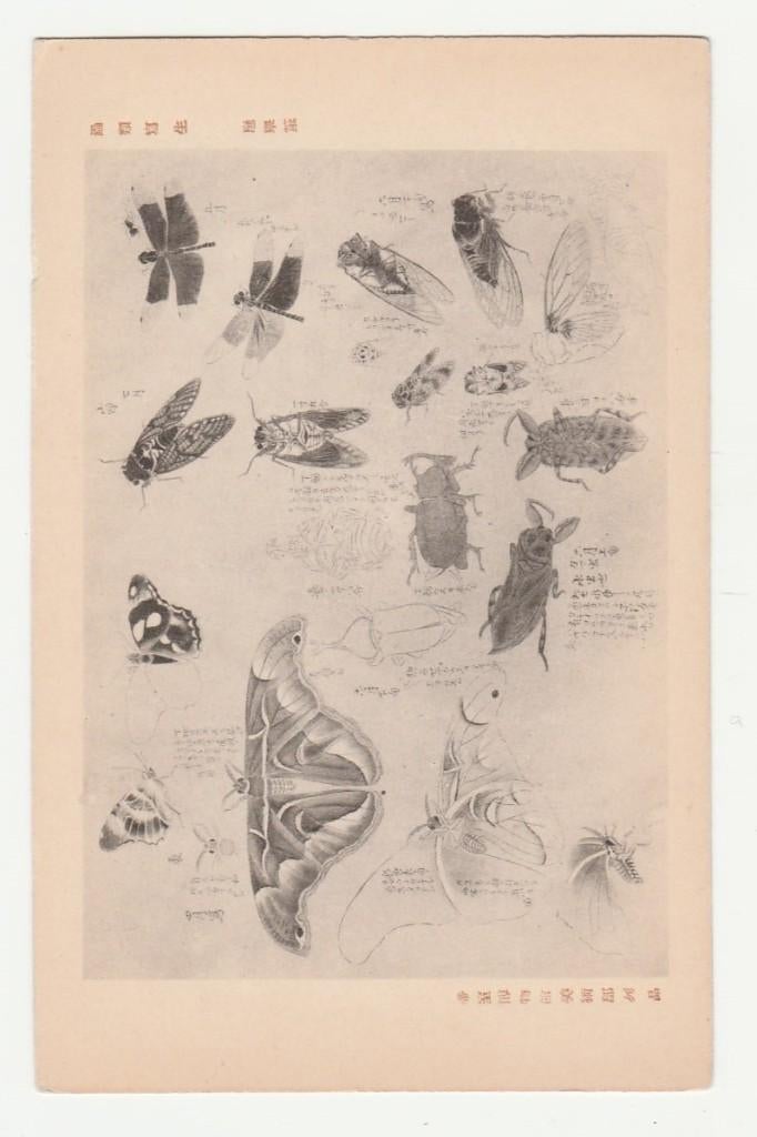 Japan.  Vlinders, kevers, insecten., Verzenden, Voor 1920, Ongelopen, Overige thema's