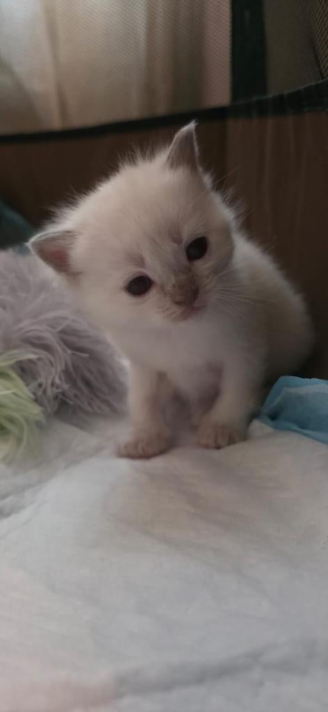2 mooie Ragdoll kittens, Dieren en Toebehoren, Katten en Kittens | Raskatten | Langhaar, Meerdere dieren, Gechipt, 0 tot 2 jaar