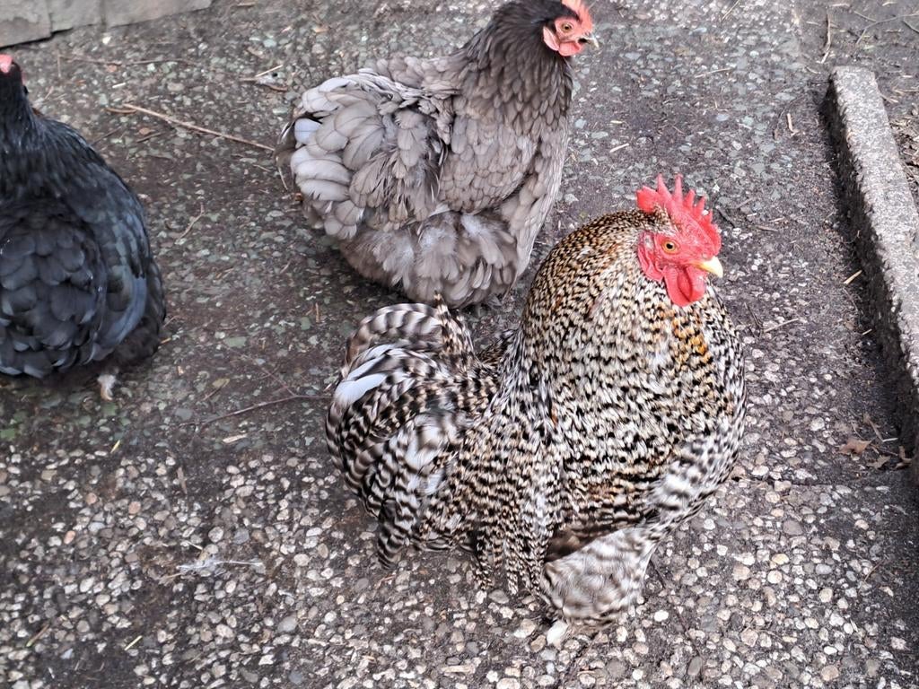 Broedeieren cochin, Dieren en Toebehoren, Geslacht onbekend, Kip