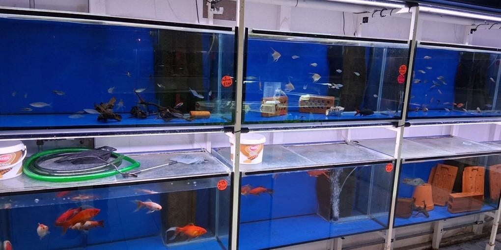 Complete aquarium stelling!!! met 6 aquariums!!!, Ophalen, Zo goed als nieuw, Leeg aquarium, Overige merken