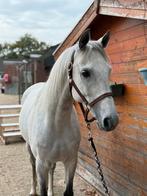 9 jarige arabische volbloed ruin, Dieren en Toebehoren, Paarden, Ruin, Recreatiepaard