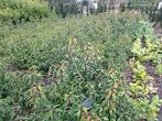 Prunus lus. Angustifolia Portugese laurier, Ophalen, Laurier, 100 tot 250 cm
