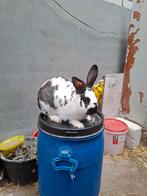 Lotharinger ram, Dieren en Toebehoren, Konijnen, Mannelijk, Groot