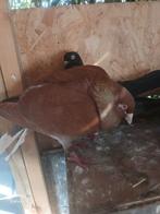 Duiven, 0 tot 2 jaar