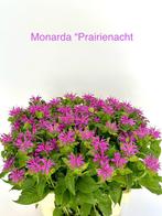 Monarda wit , rood en paars-roze nog bergamotplant, Ophalen of Verzenden, Overige soorten, Volle zon