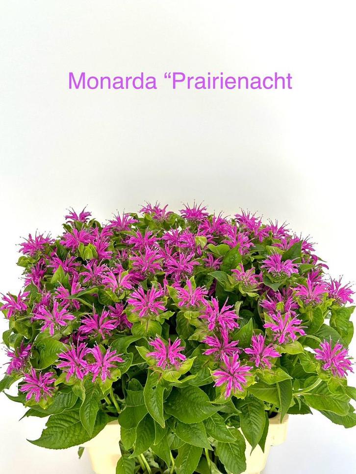 Monarda wit , rood en paars-roze nog bergamotplant, Tuin en Terras, Planten | Tuinplanten, Overige soorten, Volle zon, Ophalen of Verzenden