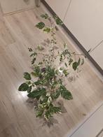 Hibiscus Variegata XL - Grote Bontbladige Hibiscusplant, Volle zon, Vaste plant, Zomer, Ophalen