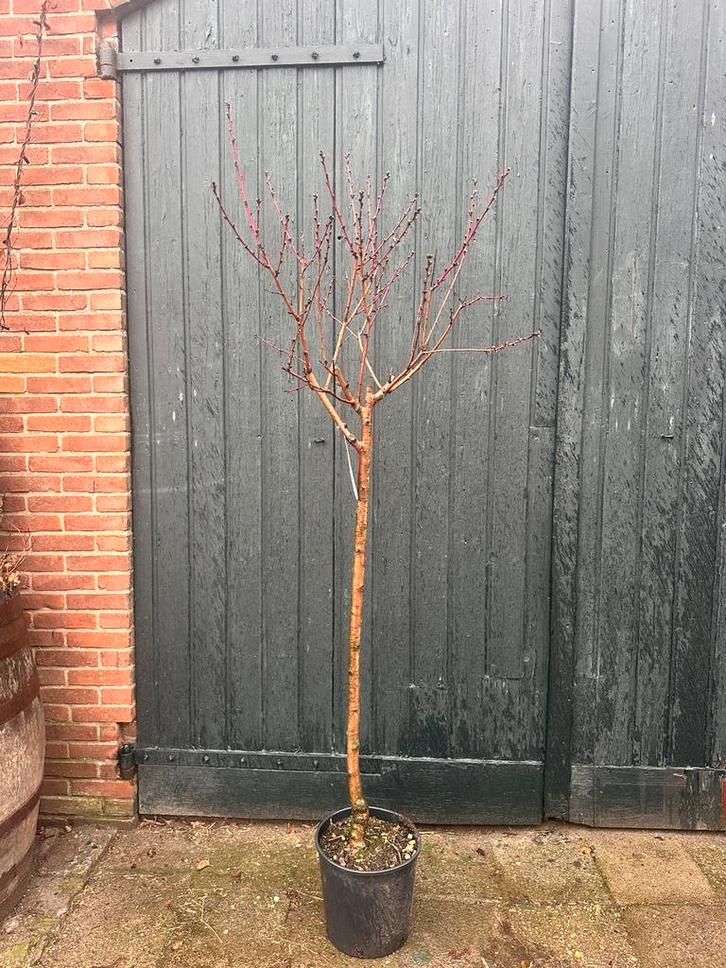 Diverse halfstam fruitbomen. 5 voor €100, Tuin en Terras, Planten | Bomen, Overige soorten, Volle zon, Ophalen