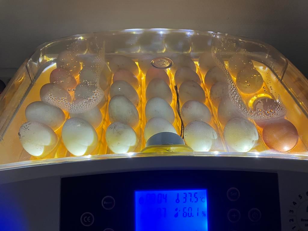 Indische loopeenden, Dieren en Toebehoren, Pluimvee, Geslacht onbekend, Eend