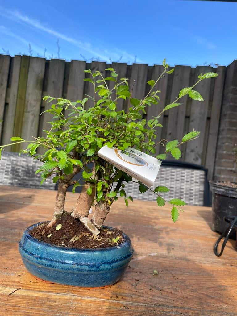 3-stam bonsai, Tuin en Terras, Planten | Bomen, Bloeit niet, Halfschaduw, Minder dan 100 cm, Overige soorten