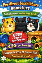 🐹Syrische hamster / goudhamster – stamboom – hobbyfokker, Dieren en Toebehoren, Hamster, Februari, Meerdere dieren, Tam
